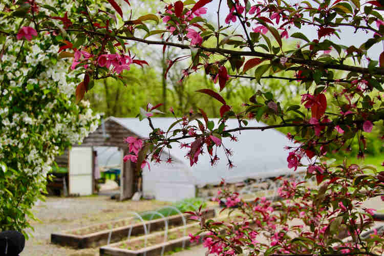 In Bloom Flower Farm- Georgetown, KY