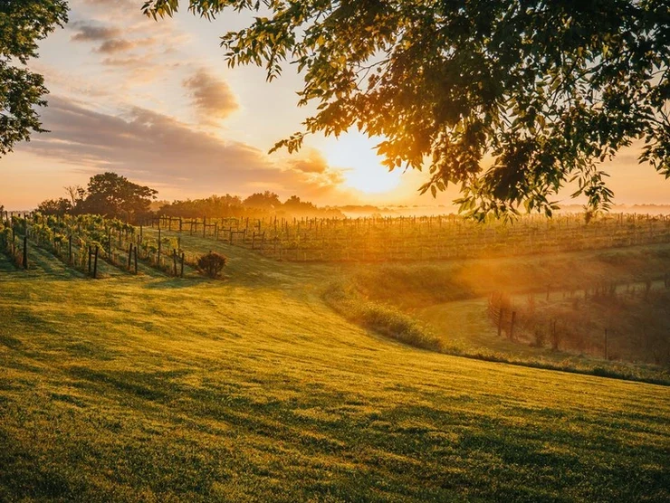 Chenault Vineyards- Richmond, KY